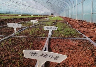 躬耕“試驗(yàn)田” 拓展“糧豐路” 農(nóng)業(yè)科研與試驗(yàn)發(fā)展的實(shí)踐探索